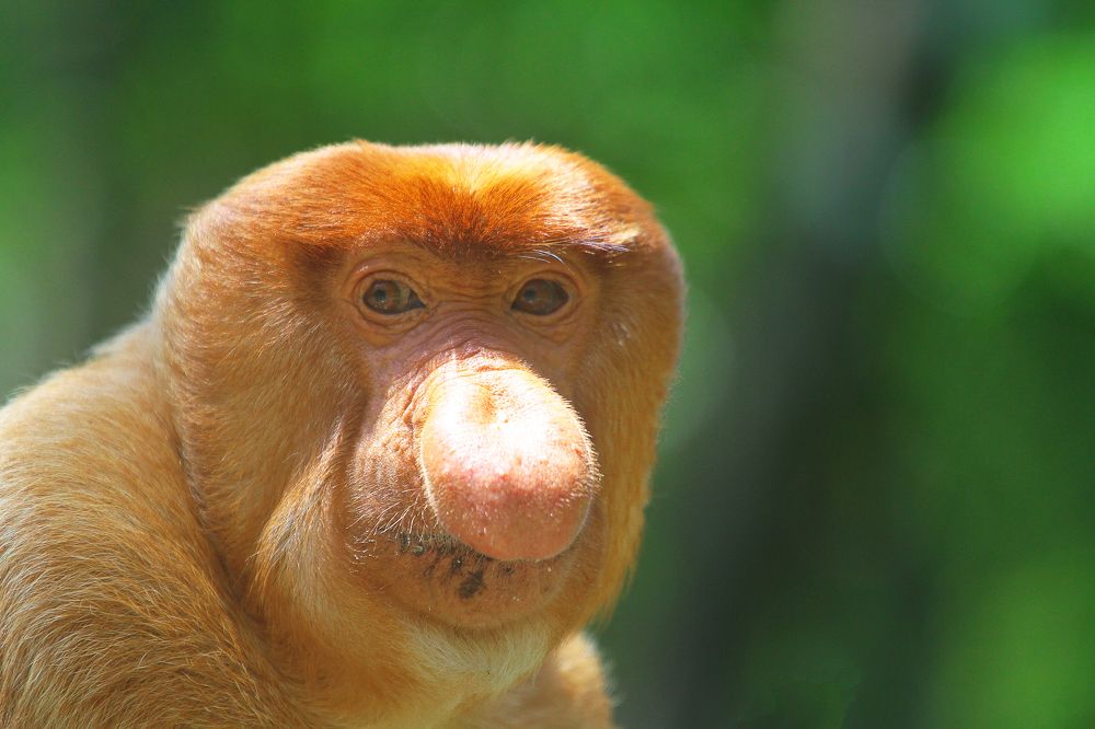 Bekantan which is endemic animal of Borneo