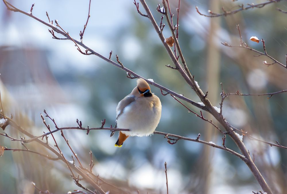 Свиристель