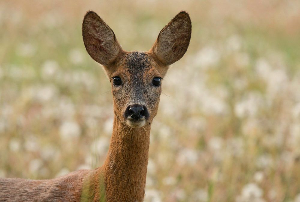 Эти глаза напротив