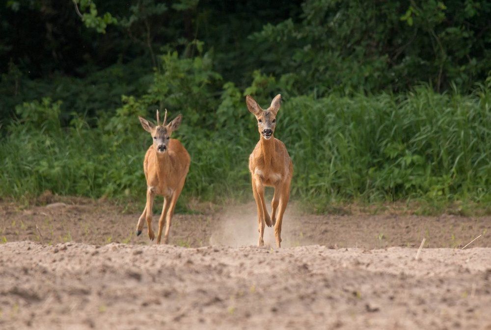 Веселые скачки