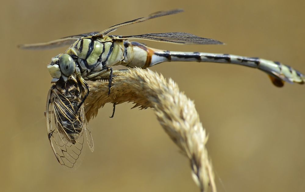 Обед стрекозы Линдении
