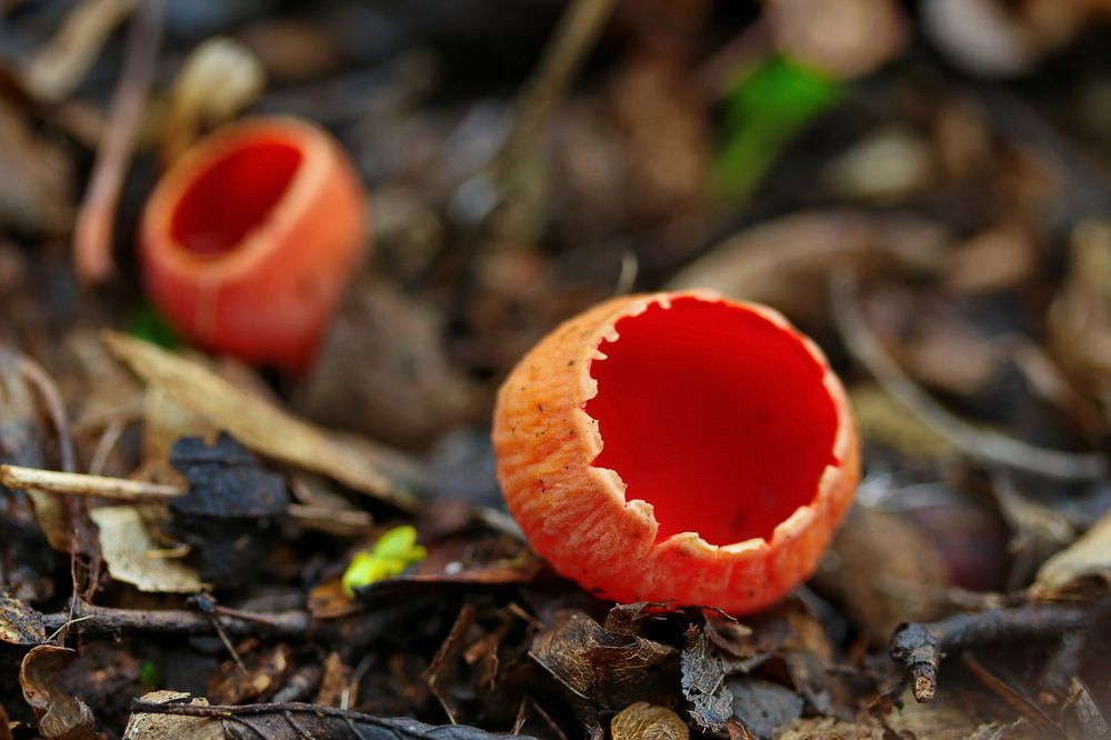 Саркосцифа ярко-красная