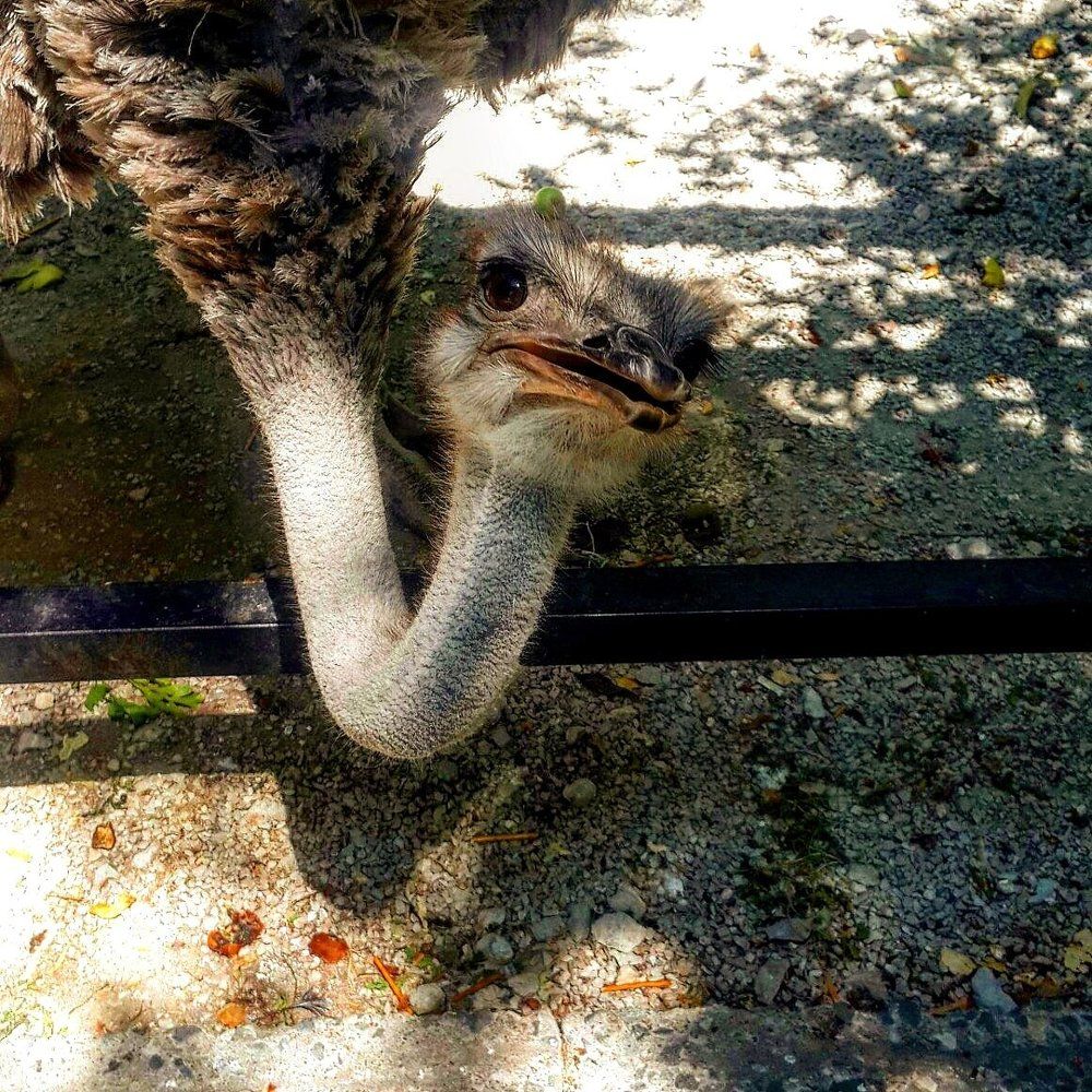 Любопытный страус