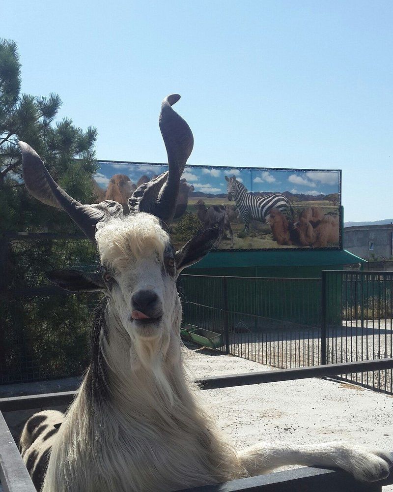 Горный козел