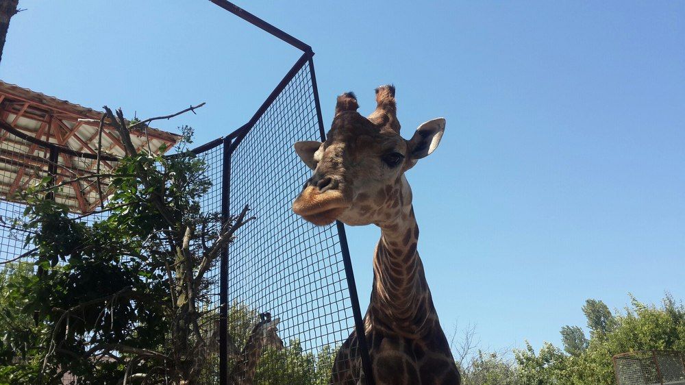 Смотрит с высока