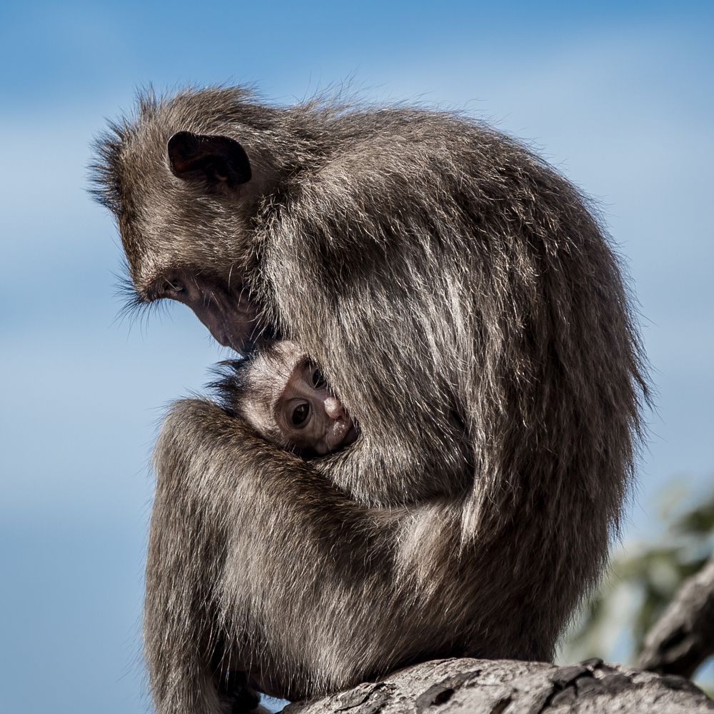 Мамина забота