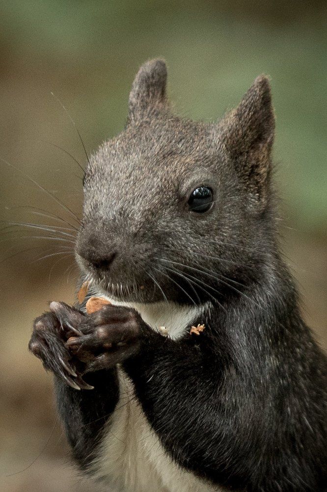 Дальневосточный бельчонок