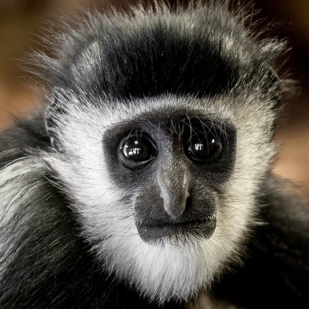 Портрет детёныша колобуса