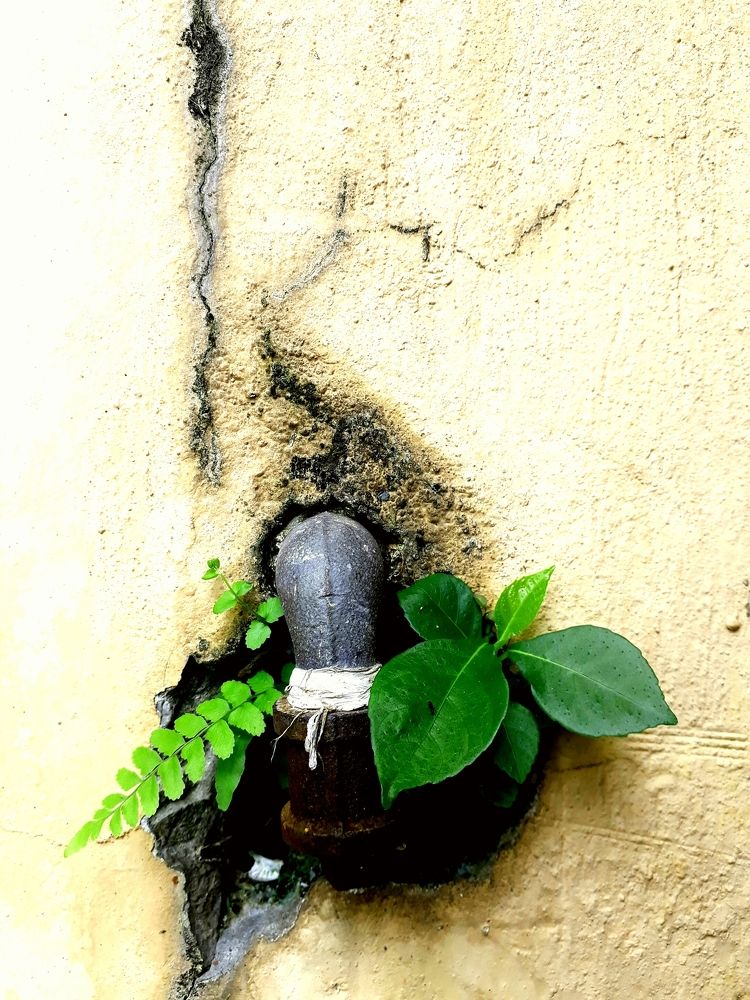 A Pipe And A Plant.