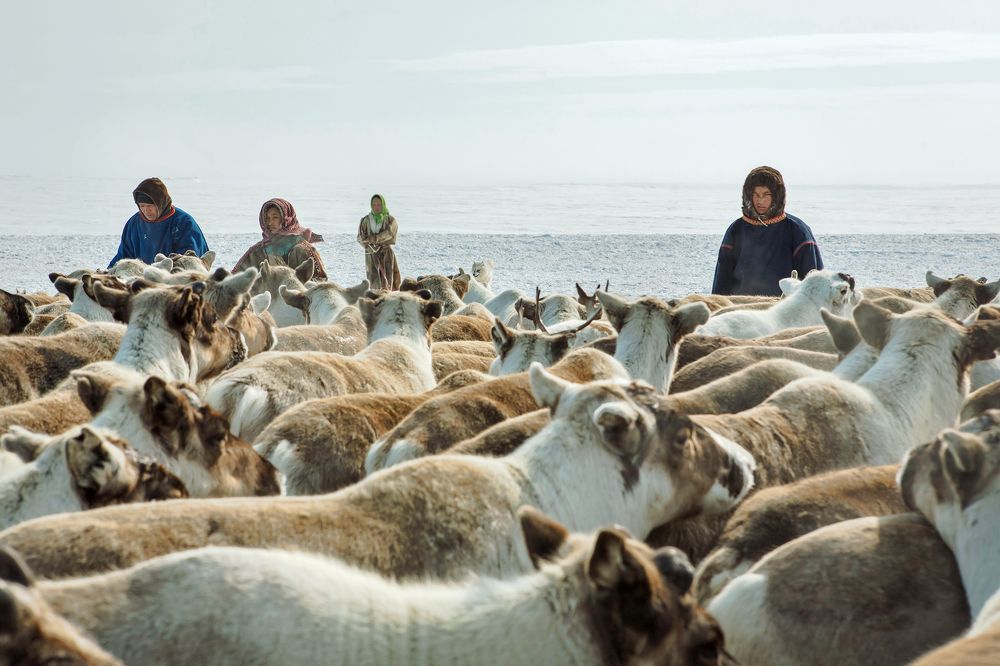 Богатство оленевода