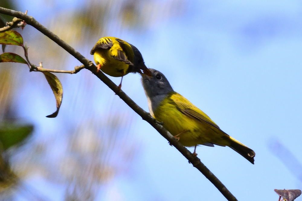 feeding