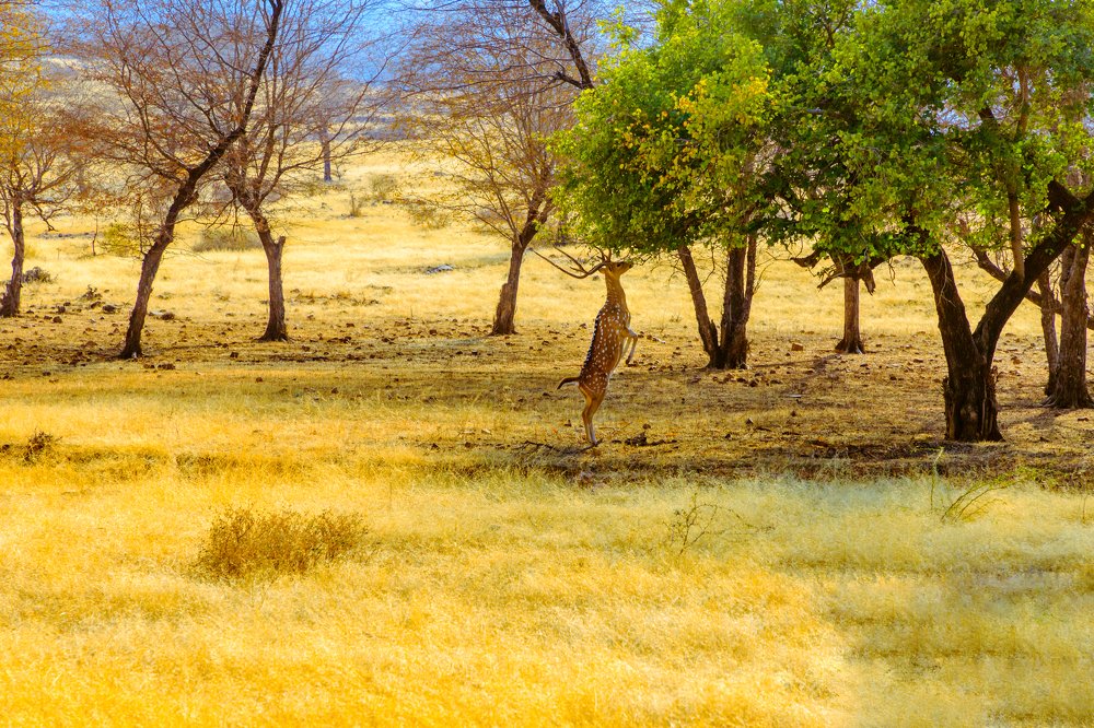 The chase for the sky