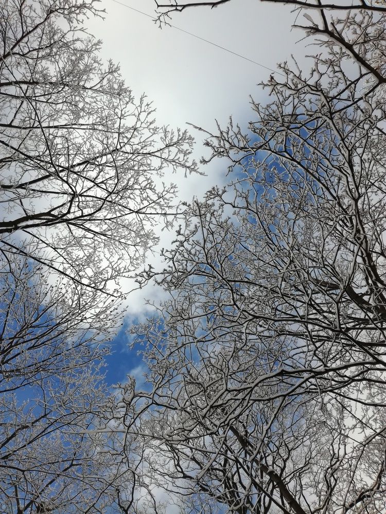 Снежное утро весны