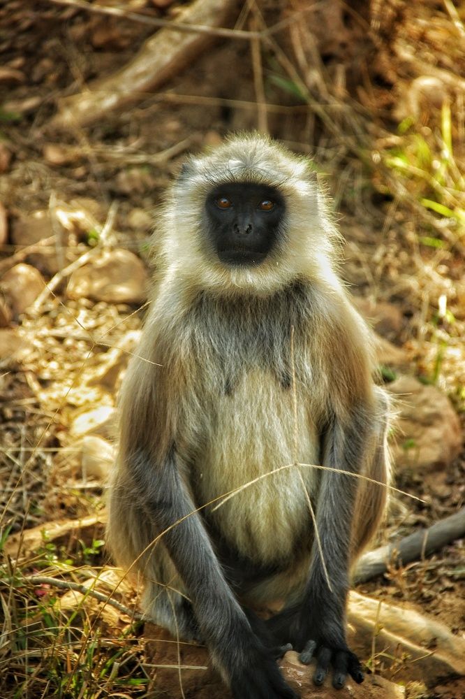 Indian monkey