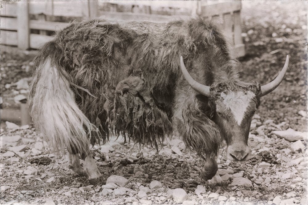 Жаждущий свободы.