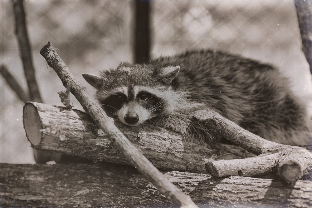 Енот томящийся в клети.