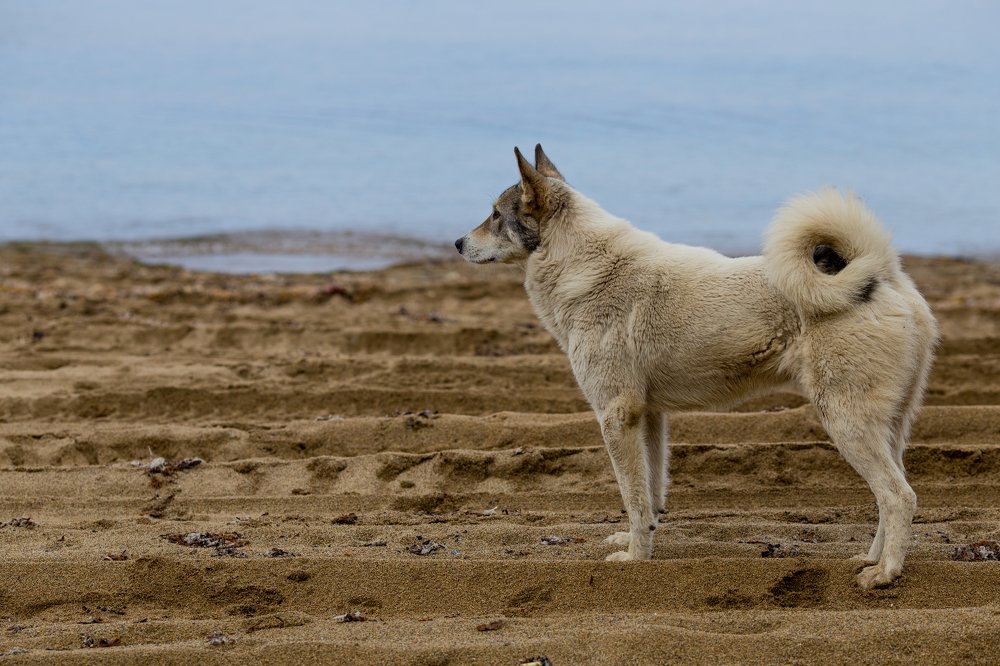 Прибрежный волк.