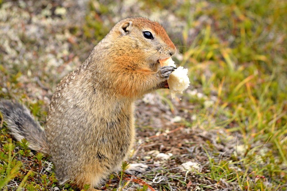Вкусная булочка