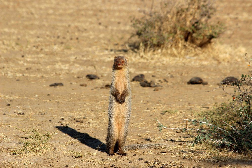 Indian Grey Mongoose standing