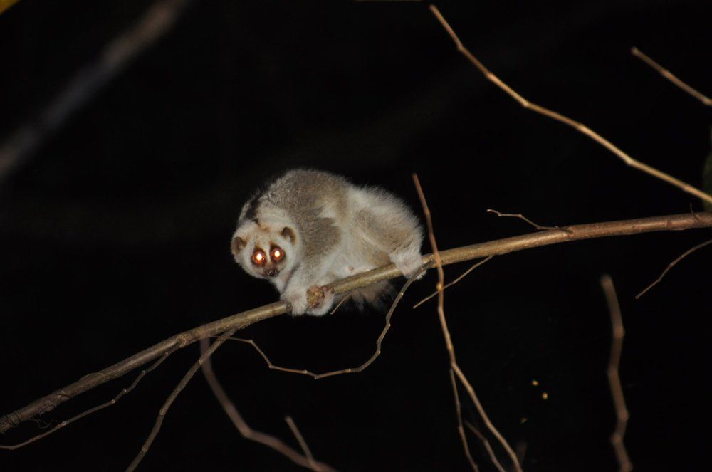 Slow Loris