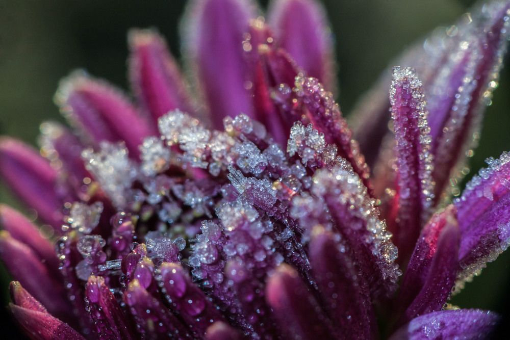 Волшебство морозное