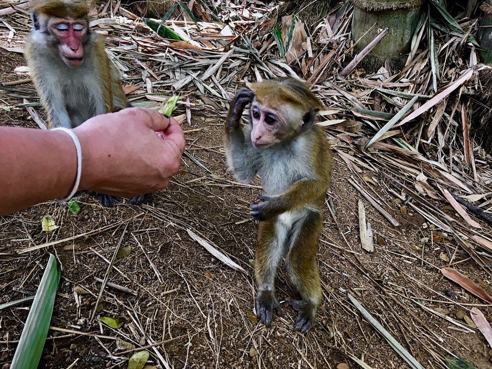 Так хочется угоститься, но что скажет мама.
