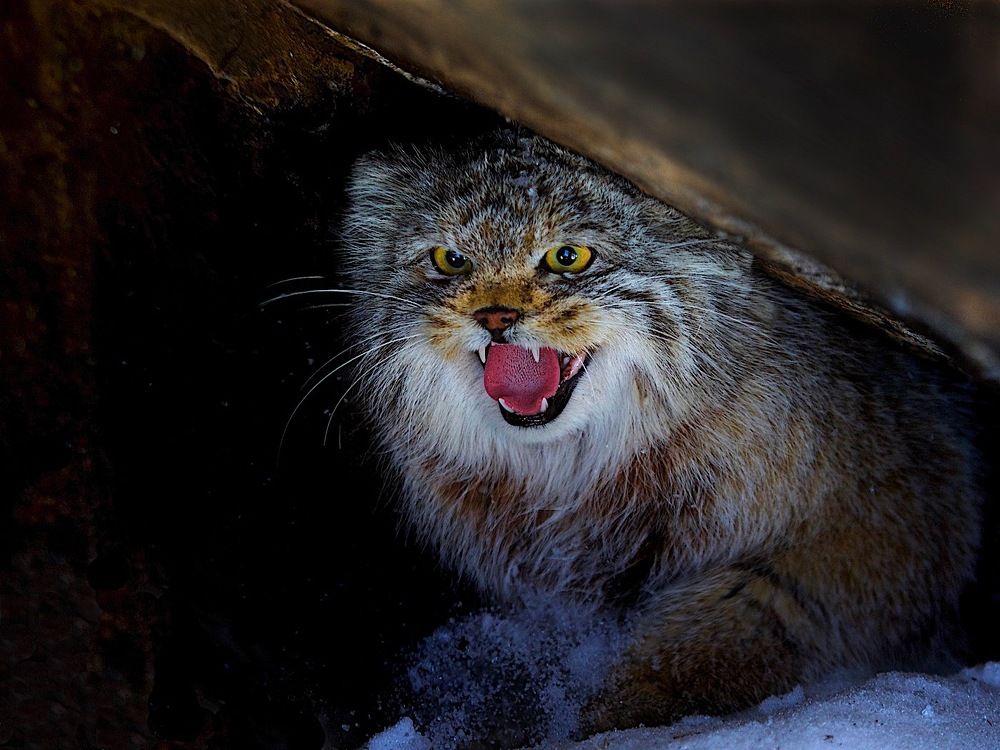 ПОРТРЕТ МАНУЛА