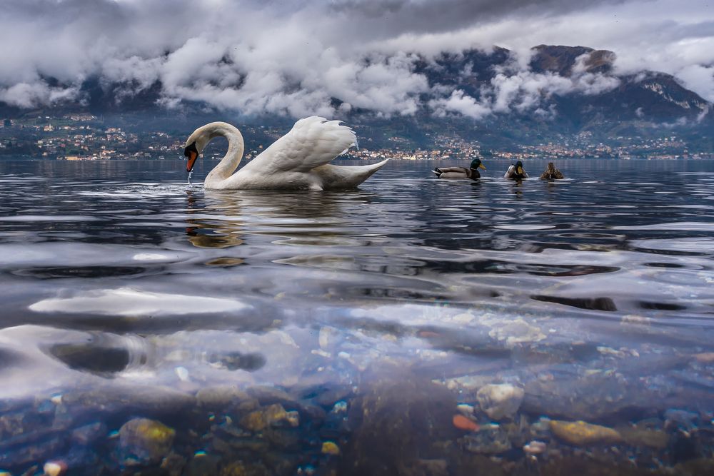 Дикий лебедь