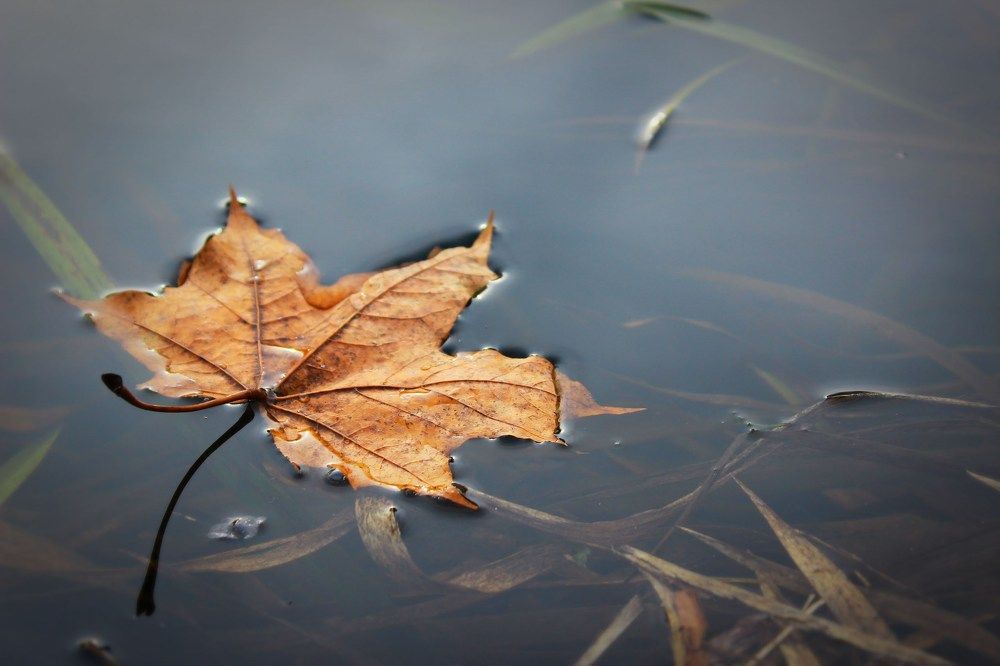 Кленовый лист