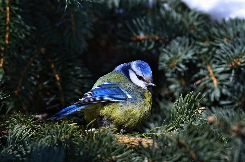 Photograph by Алексей Фомичев