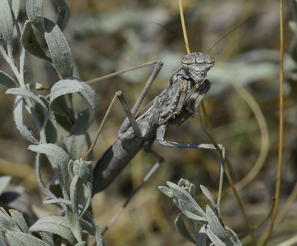 Богомол боливария полынная.