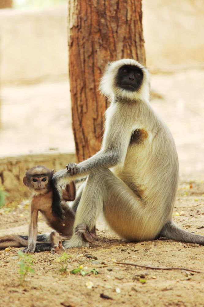 Mother care
