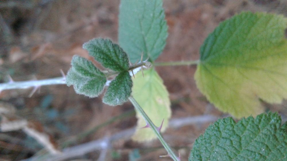 Plants