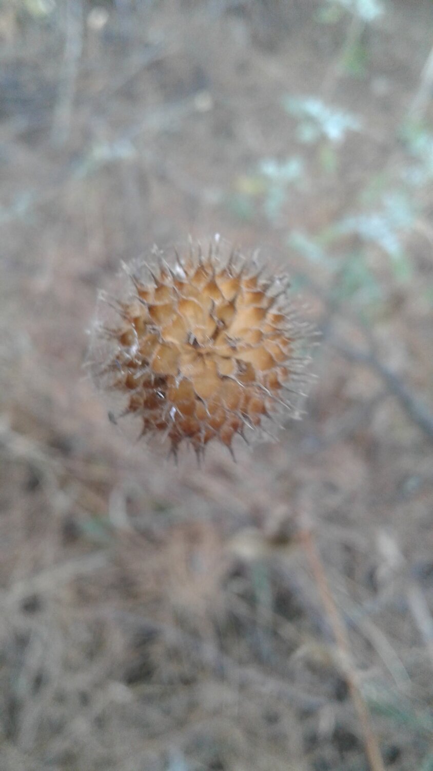 Beayty of plants.