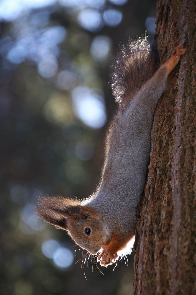 Лесная красотка