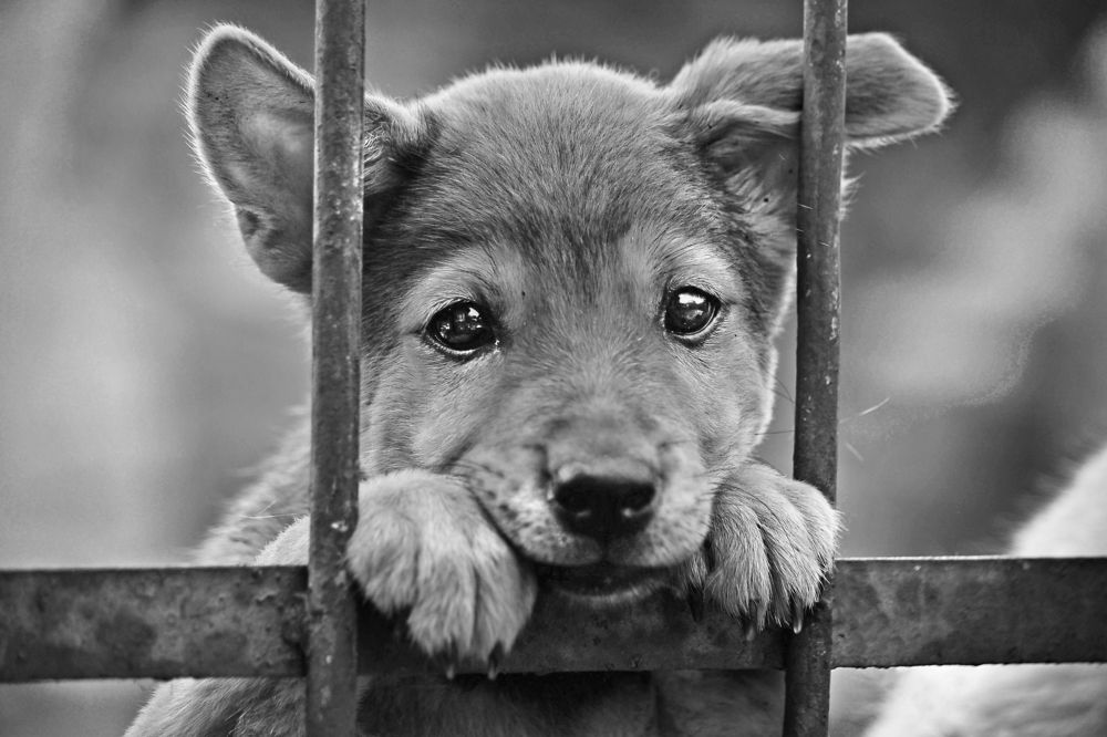 Puppy in a fence frame