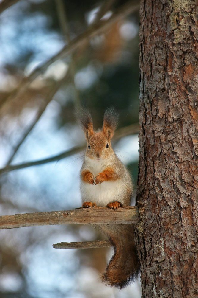 Лесная красотка