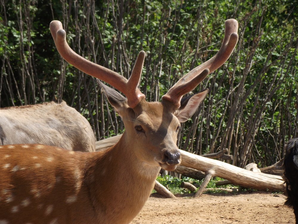 Величав и грациозен