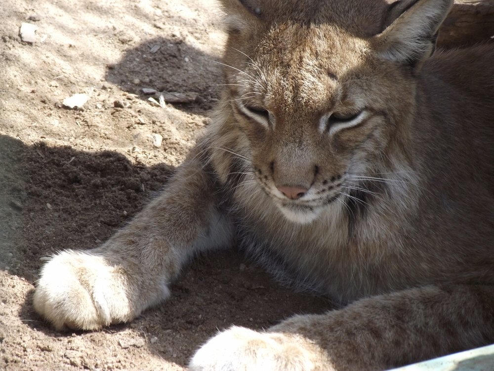 Дикая кошка