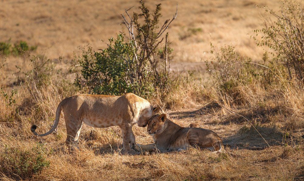 Дикая дружба