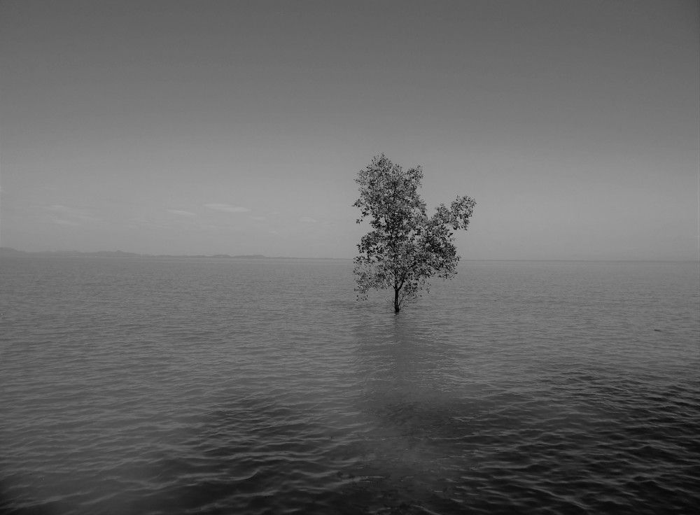 Lonely tree in the sea