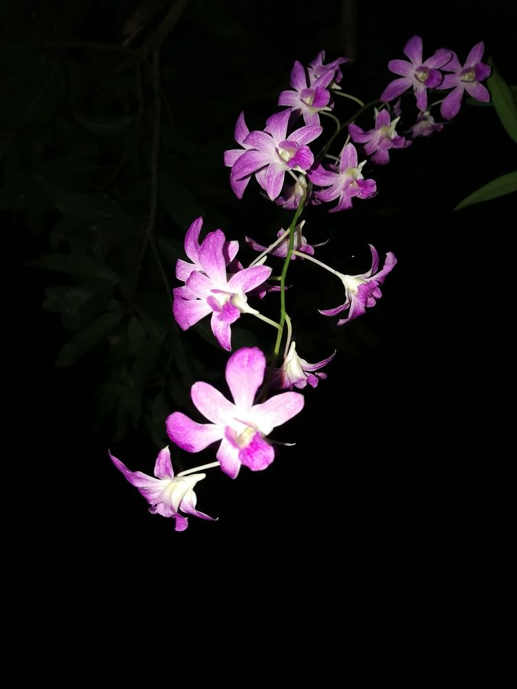 Night beauty
