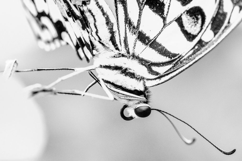 Colors in Black and White