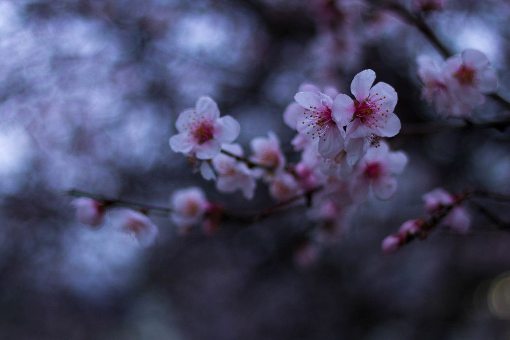 Gloomy Blossom
