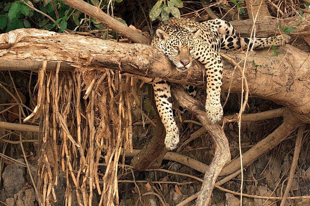 Ягуар. Послеобеденный отдых.