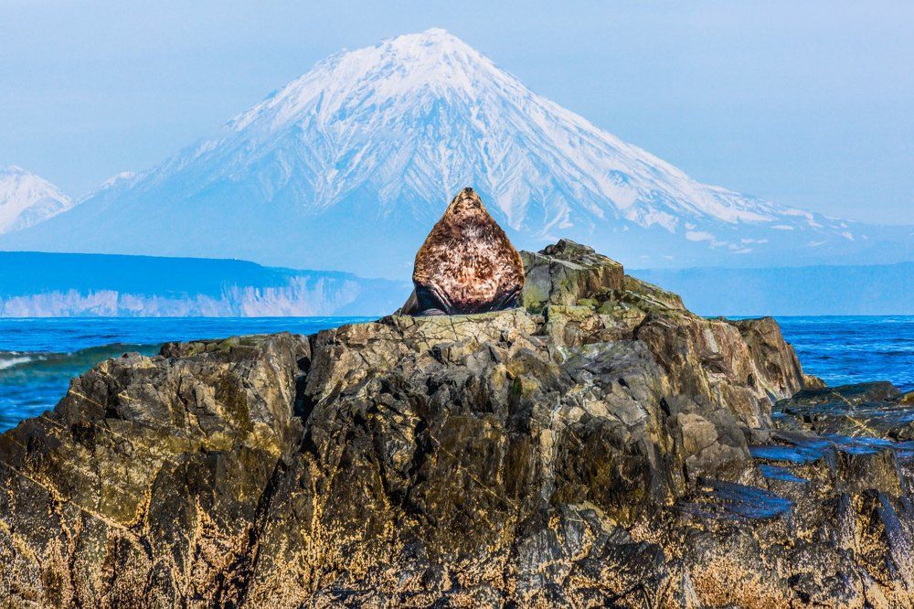 Гордый сивуч