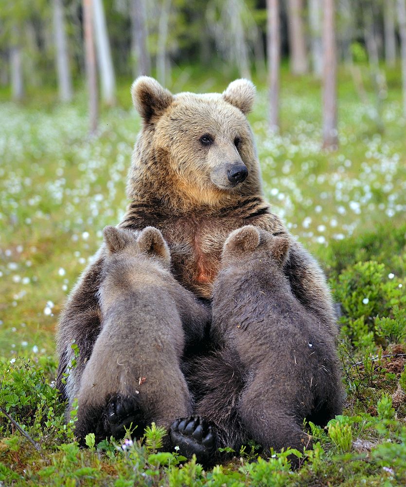 Млекопитающие