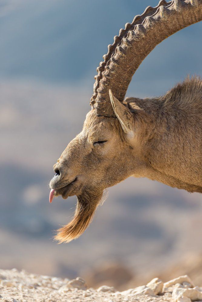 The Secret World of Animals