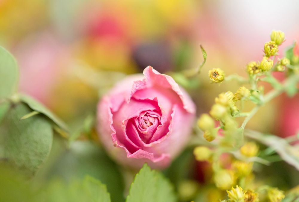 Rose bud