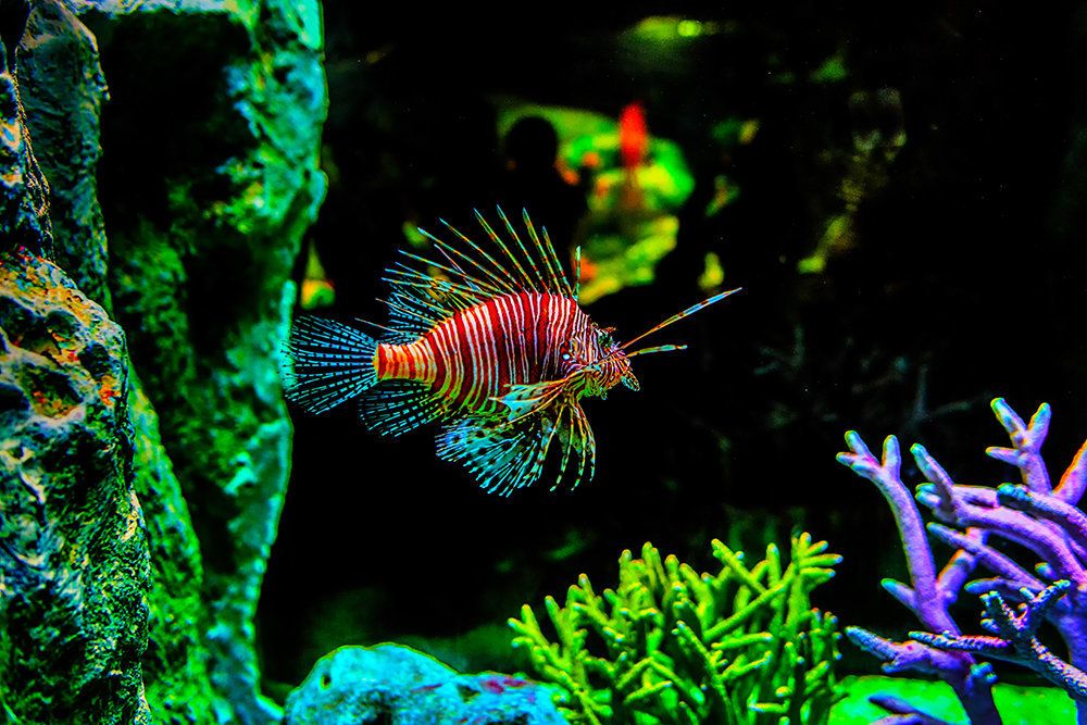 Рыбки в море